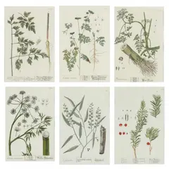 Six Antique Botanical Engravings by Elizabeth Blackwell, Hand-colored engravings, sold Jan 2023