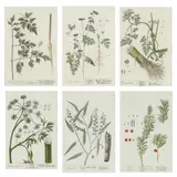 Six Antique Botanical Engravings by Elizabeth Blackwell, Hand-colored engravings, sold Jan 2023