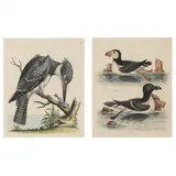 Two Water Bird Engravings by George Edwards, Hand-colored engravings, sold Dec 2022