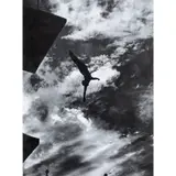Diver by Leni Riefenstahl, photograph, sold Sep 2025