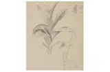 Untitled by Eliot Hodgkin, pencil and grey, offered Jul 2021