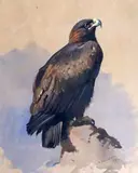 Untitled by Archibald Thorburn, 1884, ink and watercolour, sold Oct 2019