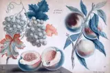 A set of four framed coloured engravings of fruits 7.5 x 11.5in by Francois Roubillac, print (other), sold Oct 2019