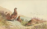 Grouse in a Highland Landscape by Archibald Thorburn, Watercolour & Pencil, sold Nov 2020