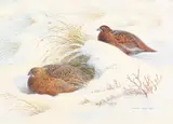 Pair of Red Grouse Sheltering by Donald Watson, 1974, Watercolour, sold Nov 2020