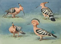 Hoopoes by John Cyril Harrison, watercolour heightened with white, sold Oct 2012