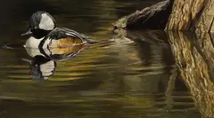 Hooded Merganser by Robert Bateman, 1978, oil on board, sold Mar 2019