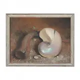 Still Life with Nautilus Shell by Donald F. Allan, Oil on canvasboard, sold Nov 2022