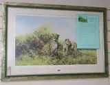 Leopards by David Shepherd, print, sold Aug 2019