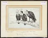 Waiting for the Home Rule Bill by Francis Carruthers Gould, sold Aug 2012