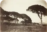 Pins parasols dans les environs de Cannes, circa 1860 by Cercle de Charles Nègre, Photographie en Provence, sold Jun 2011