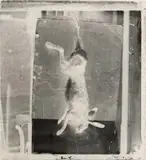 Nature morte au lièvre, circa 1852, négatif verre au collodion pour demi-vue stéréoscopique, 151 x 122 mm. On joint un by Alphonse Poitevin, Photographie, sold Jun 2011
