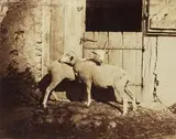 Moutons devant la bergerie, circa 1858 by Camille Silvy, Photographie en, sold Jun 2011