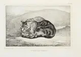 ; Etude de chats. 1836 by Antoine-Louis Barye, Lithographie, sold Jun 2020