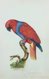Perroquet Grand Lori ( Eclectus roratus) by Jacques Barraband, Aquarelle, gouache, crayon et rehauts de gomme sur papier, sold Dec 2011