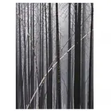Winter Forest by David Ashcroft, Color photograph, sold Oct 2022