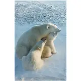Mother's Love by Thomas Mangelsen, chromogenic print, sold Oct 2025