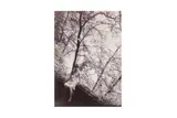 Untitled by Guglielmo Plüschow, print, offered May 2021