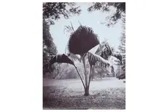 Untitled by Charles Thomas Scowen, photograph, offered May 2021