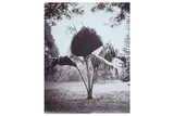 Untitled by Charles Thomas Scowen, photograph, offered May 2021