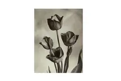 Untitled by Charles Jones, print, offered May 2021