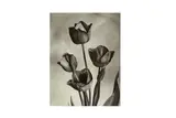 Untitled by Charles Jones, print, offered May 2021