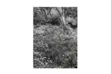 Untitled by Alfred Renger Patzsch, print, offered May 2021