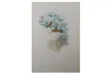 & h by John Gould, engraving, offered May 2021