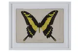 OEIL DIGITAL ARTWORK OF A KING'S SWALLOWTAIL BUTTERFLY printed naturalistically as if torn from an old book by Evi Antonio, print (other), offered May 2021