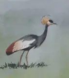 Crowned Crane, label verso 15 x 13cm by John Cyril Harrison, watercolour, sold May 2019