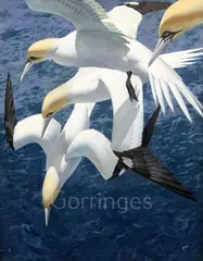 Dive Sequence: Gannets' signed and dated '69, FBA Gallery label verso 30 x 24in by Keith Shackleton, oil on board, sold Mar 2019