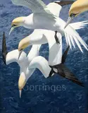 Dive Sequence: Gannets' signed and dated '69, FBA Gallery label verso 30 x 24in by Keith Shackleton, oil on board, sold Mar 2019