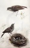 Untitled by Archibald Thorburn, watercolour, sold Mar 2019