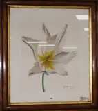 Study of an open white tulip by John Matthew Moore, gouache on paper, sold Feb 2019