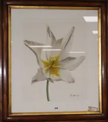 Study of an open white tulip by John Matthew Moore, gouache on paper, sold Feb 2019