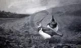 Monochrome gouacheLapwings in a landscapesigned10 by Archibald Thorburn, gouache, sold Dec 2018