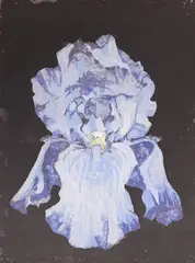 Untitled (Iris) by Lowell Nesbitt, watercolor and ink on handmade paper, sold Nov 2022
