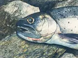 Untitled (Fish) by William Allan, 1971, watercolor on paper, sold Dec 2022