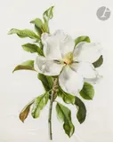 Étude de magnolia by Henriette Marie-Anne Paravey, Aquarelle gouachée sur traits de crayon noir sur vélin, sold Nov 2022