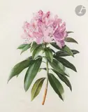 Étude de rhododendron by Henriette Marie-Anne Paravey, Aquarelle gouachée sur traits de crayon noir sur vélin, sold Nov 2022