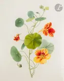 Étude de grande capucine by Henriette Marie-Anne Paravey, Aquarelle gouachée sur traits de crayon noir sur vélin, sold Nov 2022