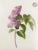 Etude de lilas by Henriette Marie-Anne Paravey, Aquarelle gouachée sur traits de crayon noir sur vélin, sold Nov 2022