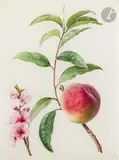 Étude de pêche avec sa fleur en bas à gauche by Henriette Marie-Anne Paravey, Aquarelle gouachée sur traits de crayon noir sur vélin, sold Nov 2022