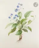 Étude de fleurs de cire (Hoya carnosa) by Henriette Marie-Anne Paravey, Aquarelle gouachée sur traits de crayon noir sur vélin, sold Nov 2022
