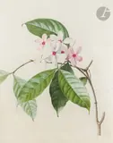 Étude de branche de frangipanier (Kopsia) by Henriette Marie-Anne Paravey, Aquarelle gouachée sur traits de crayon noir sur vélin, sold Nov 2022