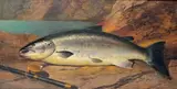 Salmon on the rock by Henry Leonidas Rolfe, 1869, Toile, sold May 2012