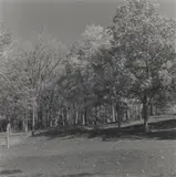 Park by Angela Grauerholz, gelatin silver photograph, sold Sep 2018