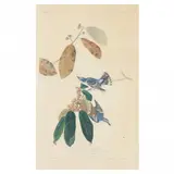 Cerulean Warbler , Havell Edition by John James Audubon, Hand-colored engraving with etching and aquatint, sold Sep 2022
