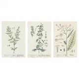 Three Antique Botanical Engravings by Elizabeth Blackwell, Hand-colored engravings, sold Sep 2022