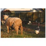 Untitled (Sheep and Duck) by Kent Corley, Chromogenic print, sold Jul 2022